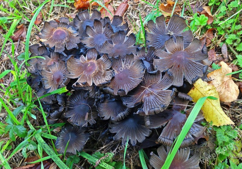 Mushroom Nature Autumn Close Forest