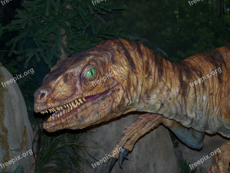 Velociraptor Dinosaur Reptile Prehistoric Carnivorous