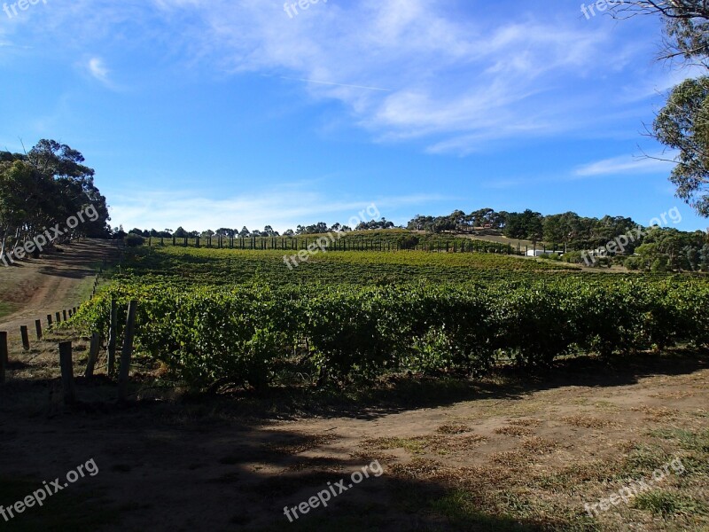 Vines Australian Vineyards Viticulture Landscape Australia