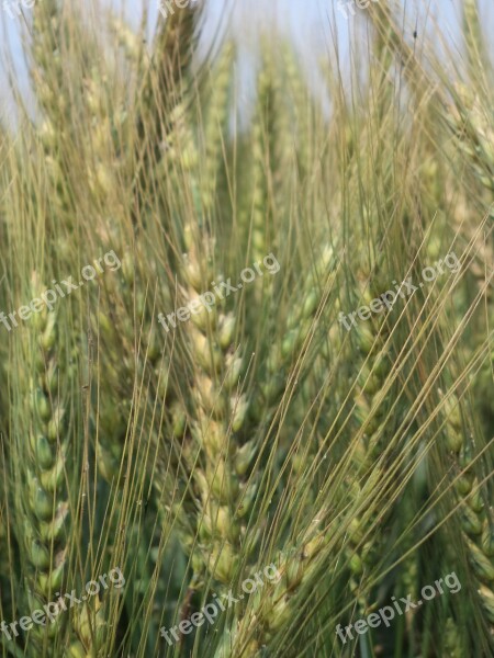 Wheat Field Plant Wheat Free Photos