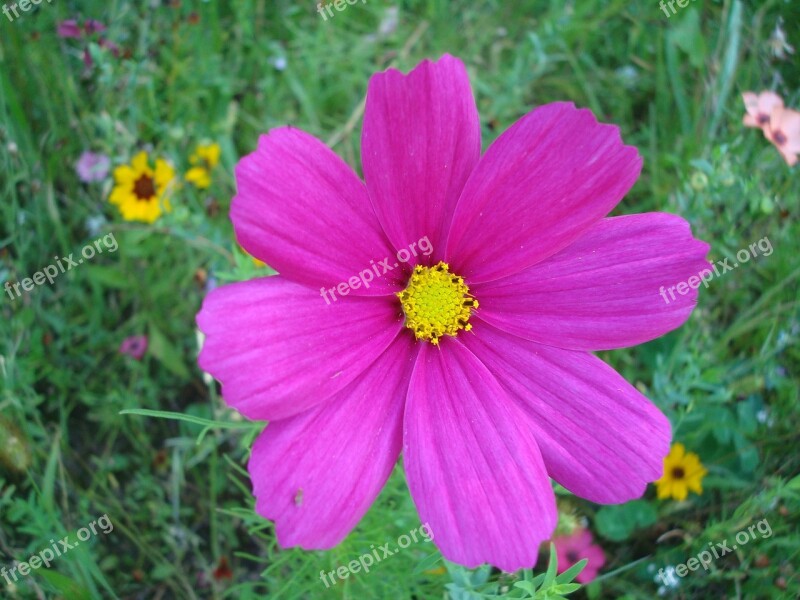 Flower Pointed Flower Pink Wild Flower Close Up