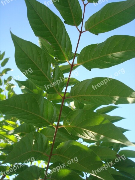 Leaf Green Leaves In The Shadow Leaf Veins Free Photos