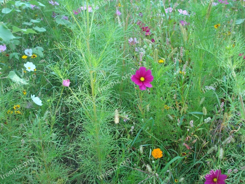 Meadow Flower Meadow Flowers Nature Free Photos