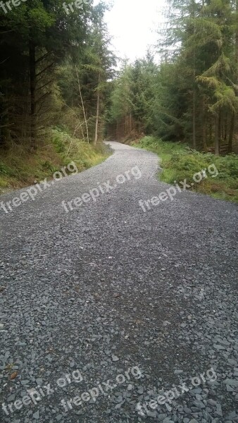 Hill Forest Path Footpath Scottish