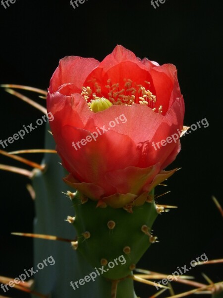 Flower Cactus Skewers Character Red