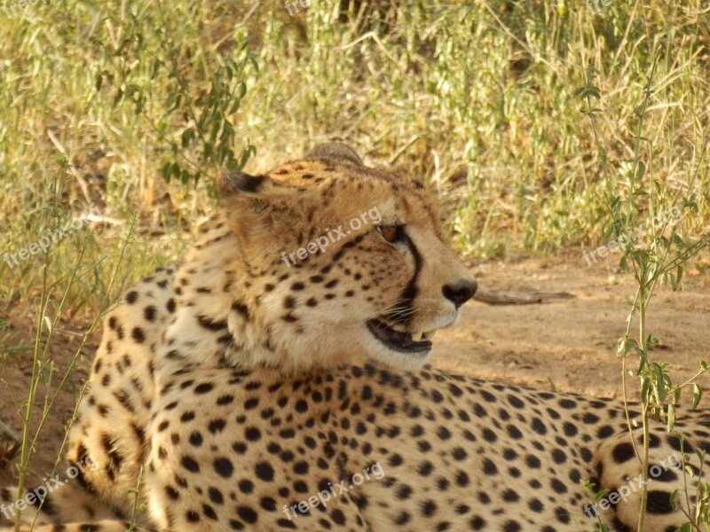 Wild Animals Africa Guepard African Desert