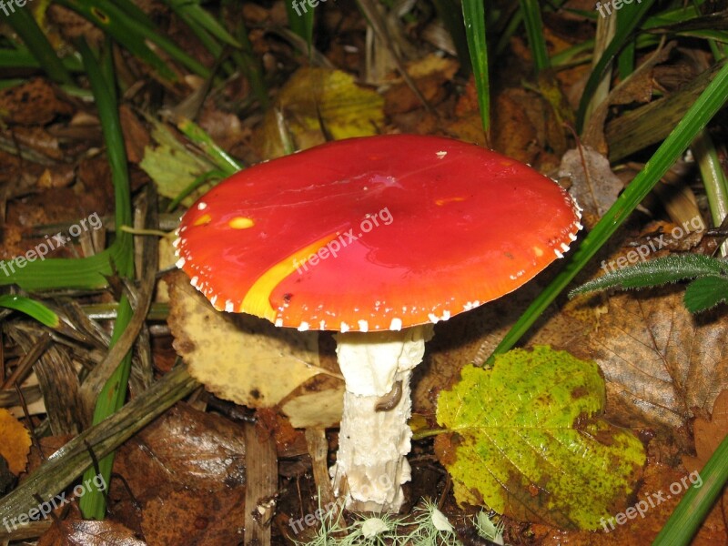 Mushroom Amanita Amanita Muscaria Nature Fungi