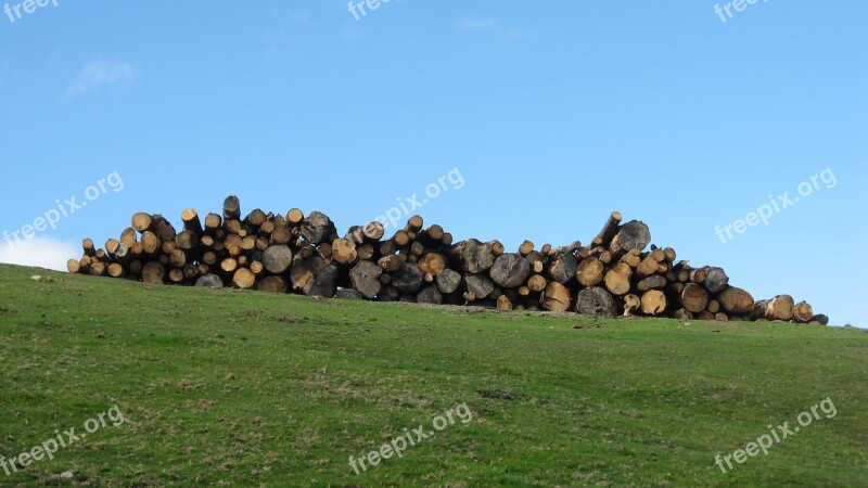 Trunks Wood Trunks Of Trees Pine Nature