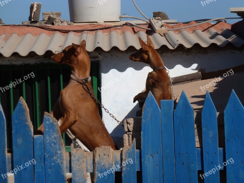 Fence Dogs Light Brown Dangerous Curious