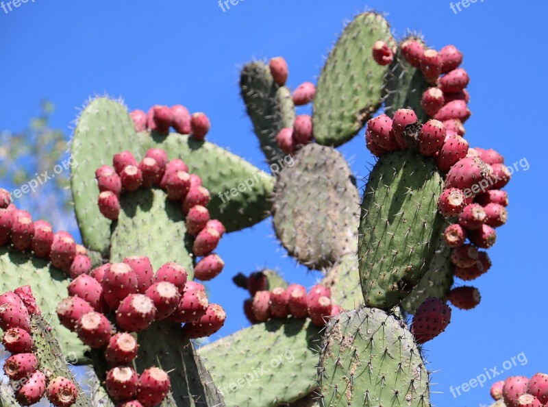 Cactus Nopal Prickly Pear Desert