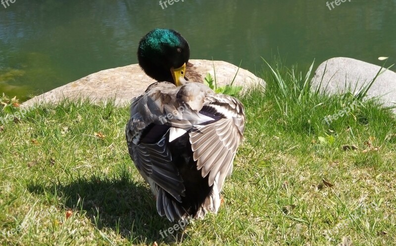 Duck Ave Animal Water Animal Waterfowl