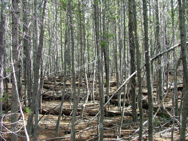 Forest Trees Dense Free Photos