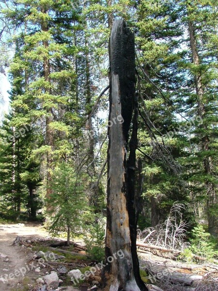 Forest Burned Fire Charcoal Tree