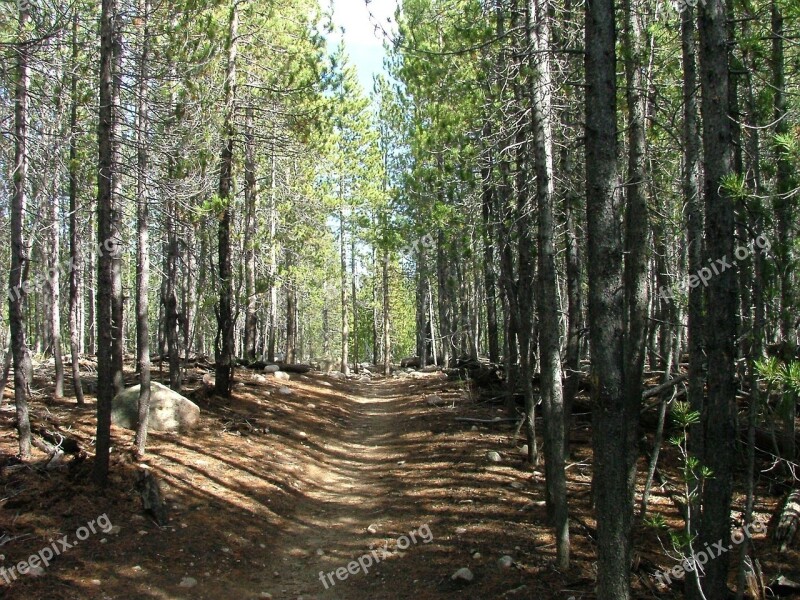 Forest Trail Path Hike Trees