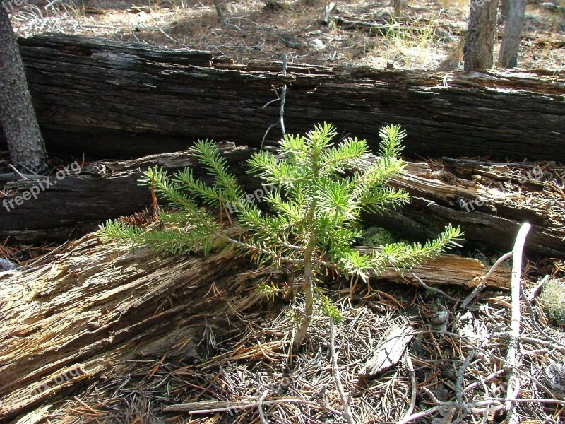 Seedling Pine Tree Grow Green