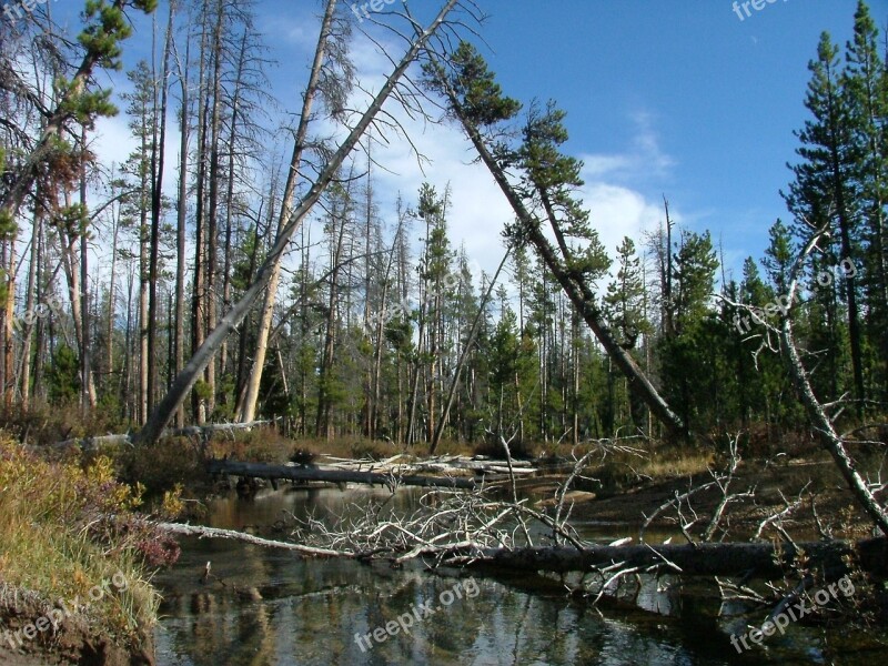 Mountain Trail Stream Forest Fall