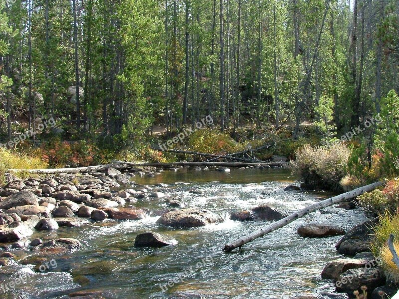 Stream Rapids Forest River Rocks