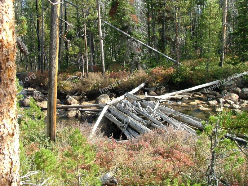 Dam Blocking Stream Rapids Forest