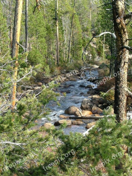 Stream Rapids Forest River Rocks