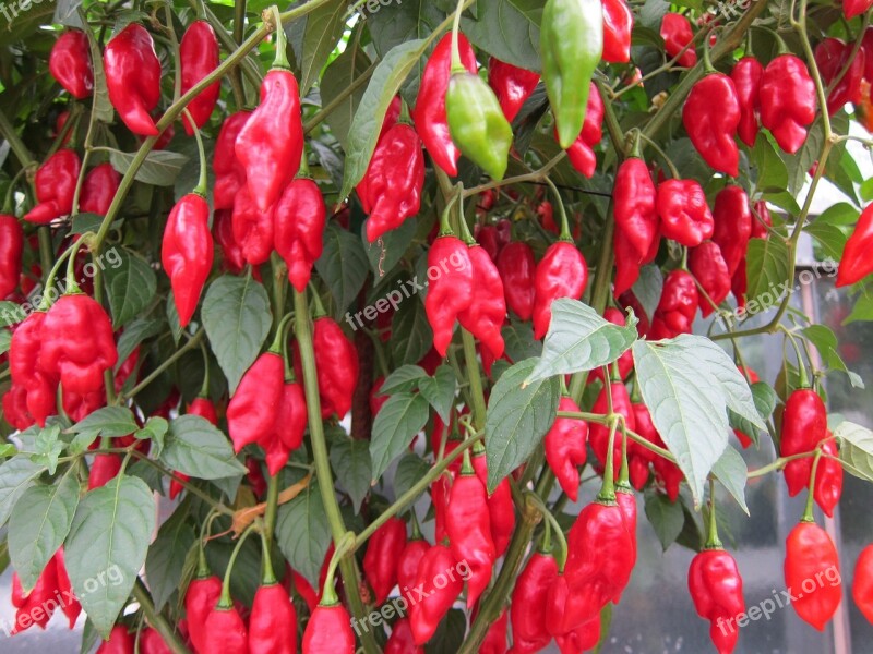 Red Chili Hot Spicy Red Ripe