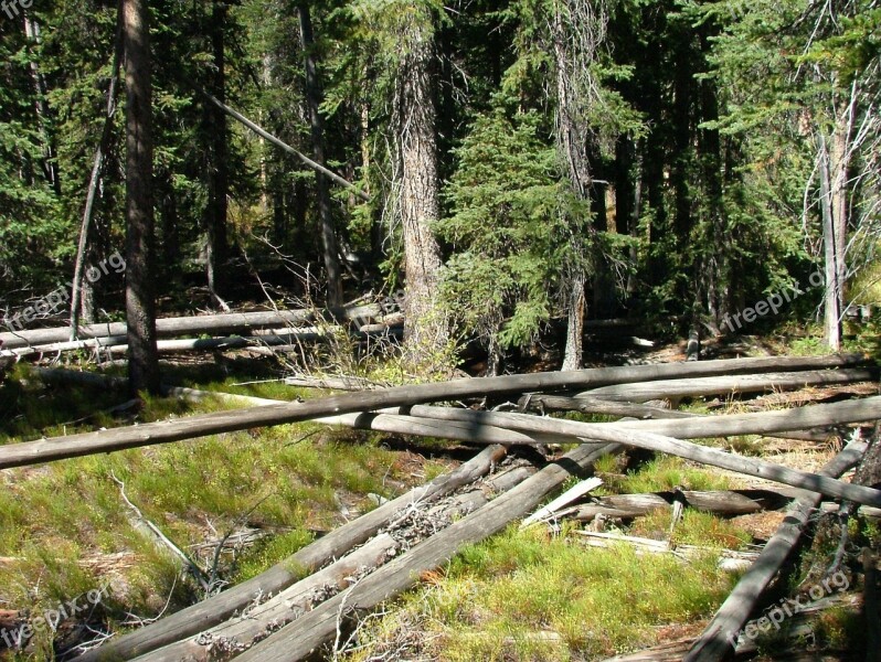 Timber Trees Forest Fell Wood