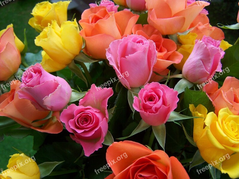 Colorful Bouquet Of Roses Yellow-orange Pink Cut Flower Roses