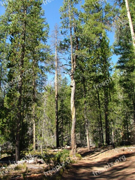 Tree Forest Twisted Bark Pine