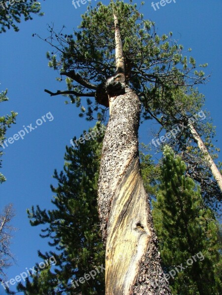 Tree Forest Twisted Bark Pine