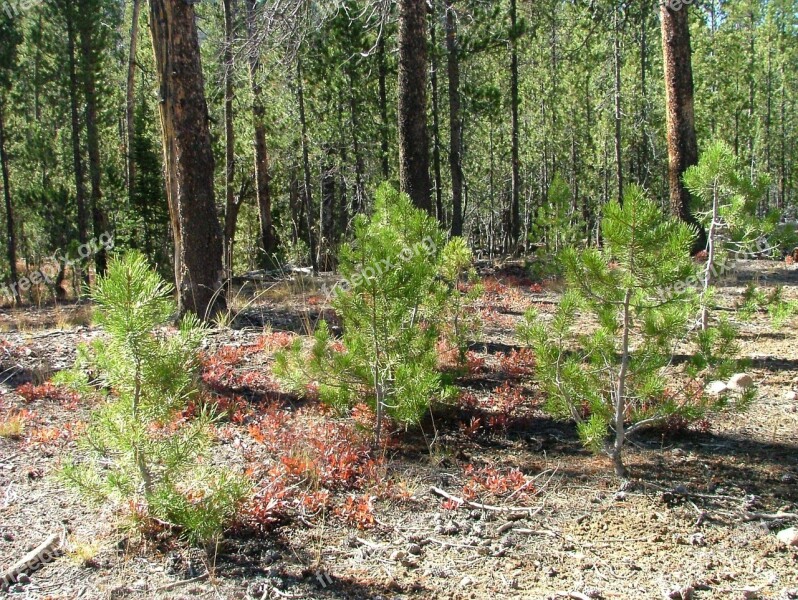 Pine Seedlings Green Forest Tree