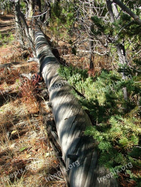 Tree Bark Fell Timber Pine