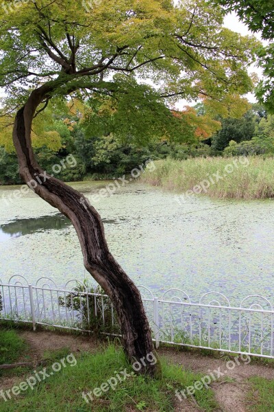 Tree Leaves Nature Twigs Trunk