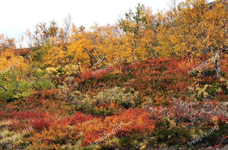 Autumn Beautifully Yellow Bush Landscapes Free Photos