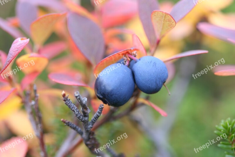 Blueberries Autumn Berry Nature Free Photos