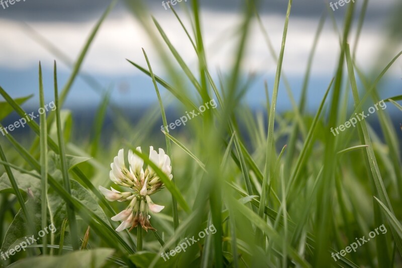 Klee White Meadow Pasture White Clover