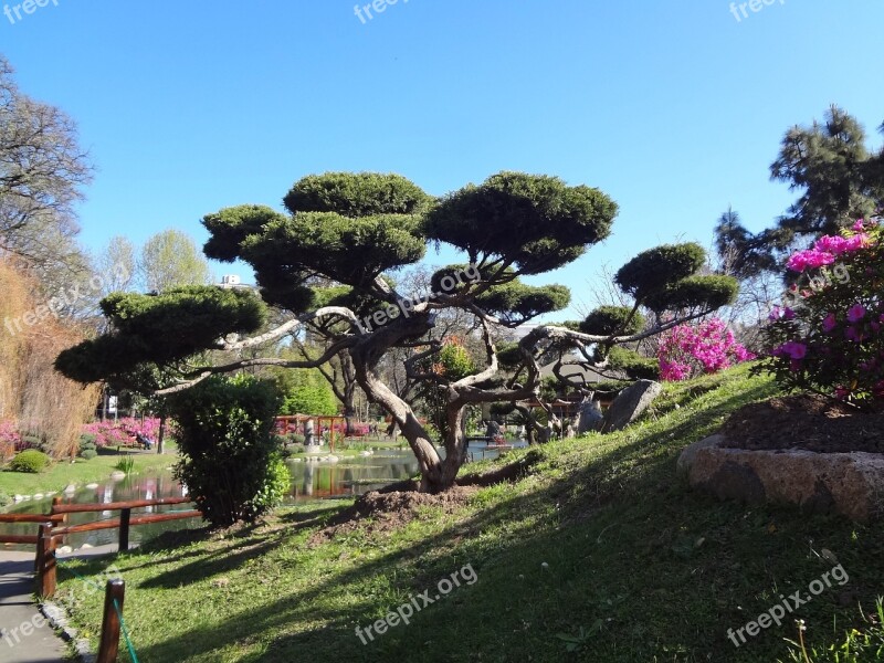 Japanese Tree Japanese Garden Buenos Aires Free Photos