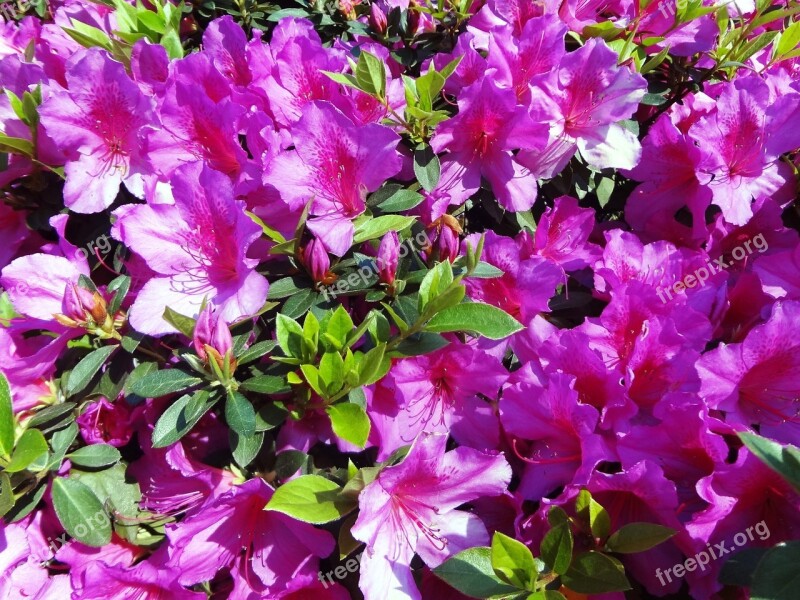 Azalea Pink Flowers Spring Spring Flowers Free Photos