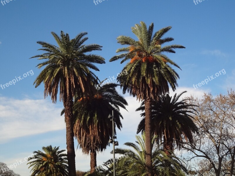 Palm Trees Buenos Aires Palermo Free Photos