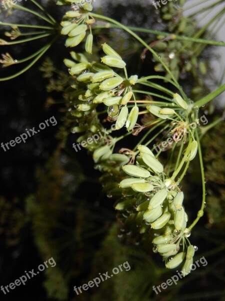 Dill Grass Garden Flower Drops