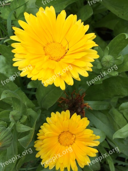 Plant Flower Blossom Bloom Marigold