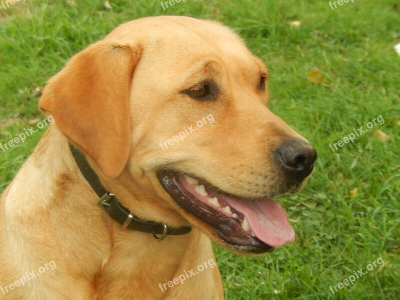 Dog Labrador Canidae Animal Free Photos