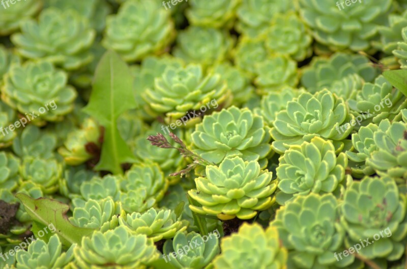 Sedum Green Plant Flower Nature