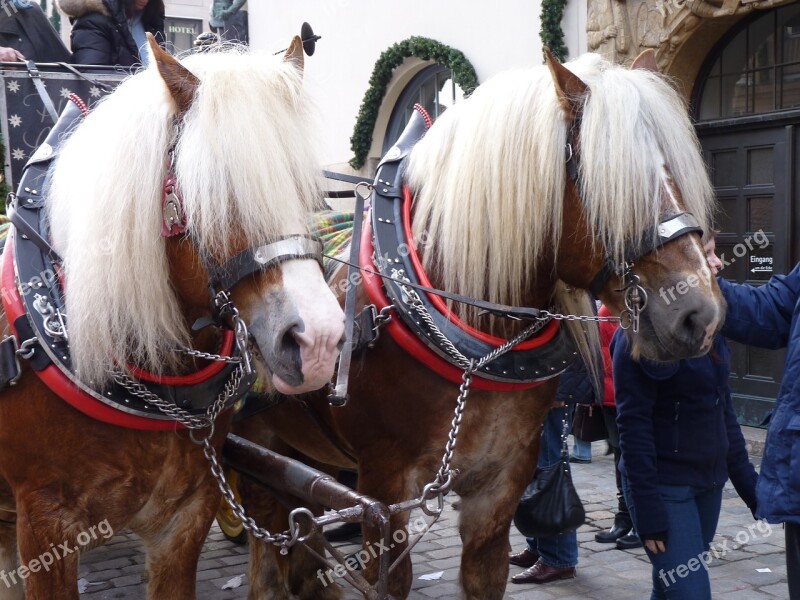 Horses Horse Drawn Carriage Blond Mane Old Stagecoach Horses Free Photos