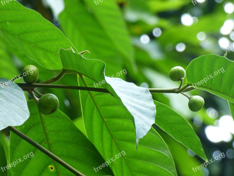 Green Leaves Fruits Nuts Tree Environment