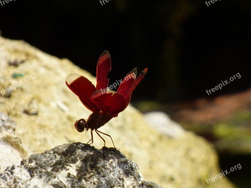 Dragonfly Red Rock Resting Free Photos