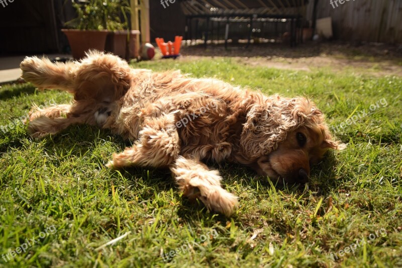 Cocker Puppy Lying On The Grass Brown Fur Free Photos