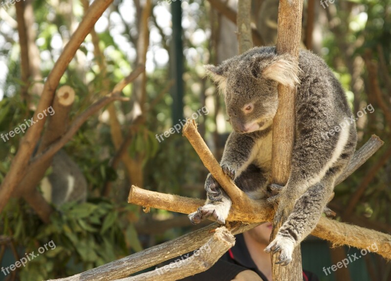 Koala Laziness Tired Free Photos