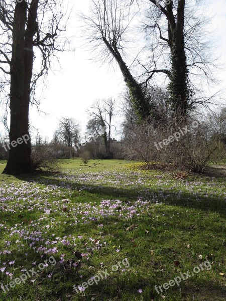 Forest Meadow Crocus Early Bloomer Spring