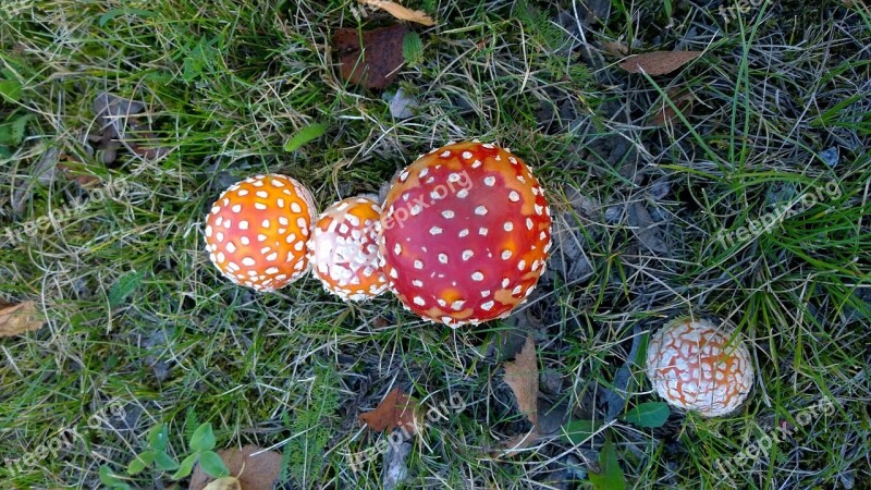 Mushroom Fly Agaric Nature Poison Free Photos