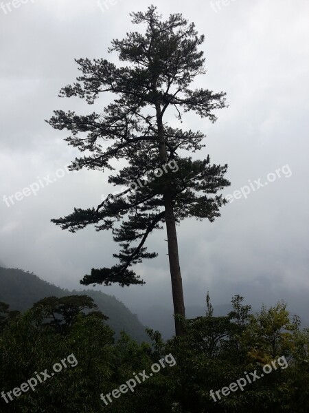 Views Trees Mountaineer Fog Nature