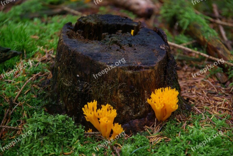 Tree Stump Mushrooms Autumn Forest Fungus On Tree Stump